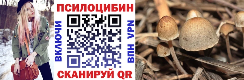 Псилоцибиновые грибы Cubensis  цены   Звенигово 